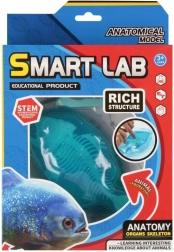 Wetenschappelijke anatomieset – vis