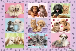 Schmidt puzzel Mijn dierenvrienden 100 stukjes