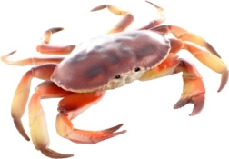 Plastic krabmodel 17 cm