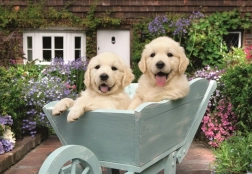 Ravensburger puzzel Gouden retrievers 200 stukjes