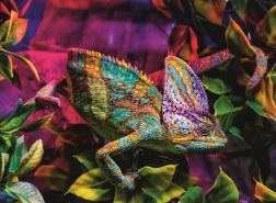 Ravensburger puzzel Chameleon 500 stukjes