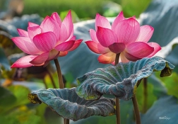 Puzzel Roze Lotus Bloemen 500 Stukken