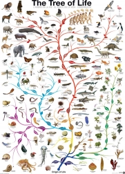 Puzzel EUROGRAPHICS Levensboom 1000 stukjes