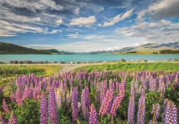 Clementoni puzzel Lupines bij Lake Tekapo 1500 stukjes