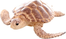 Plastic figuur van een zeeschildpad 9 cm