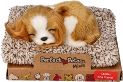 Slapend Cavalier King Charles-hondje Perfect Petzzz
