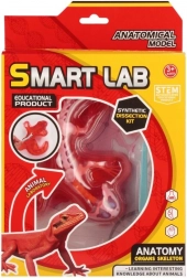 Wetenschappelijke anatomieset – hagedis