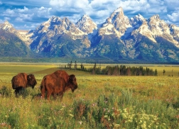 Puzzel prachtige Grand Teton Nationaal Park 1000 stukjes
