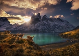 Puzzel Chili Lamy Guanaco 1000 stukken