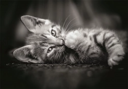 Puzzel zwart-wit katje 1000 stukjes