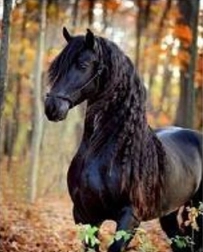 Diamantmozaïek – zwart paard