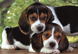 puzzel 500 stukjes compact – beagle puppy’s