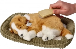 ademend bordercollie-puppy ter adoptie