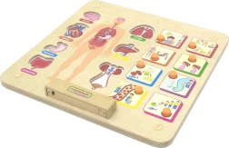 Masterkidz Montessori educatief bord van het menselijk lichaam
