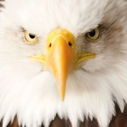 Vierkante puzzel CURIOSI Q Animal Arend, 66 stukjes