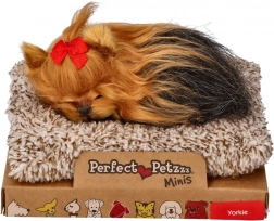 Perfecte Huisdier kleine York puppy