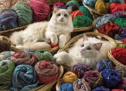 Puzzel Kat Ragdoll 1000 Stukken Cobble Hill