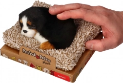 Perfect Petzzz kleine berner sennenhond op een mandje