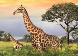 Puzzel Giraffenfamilie 1000 stukjes
