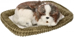 Adopteer mij ademend Shih Tzu-hondje