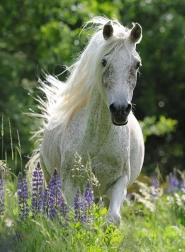 Puzzel Witte Hengst XXL 100 stukjes