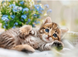 Puzzle RAVENSBURGER Knuffelig kitten 500 stukjes