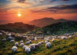Puzzel 1000 stukjes Schapen en Vulkanen