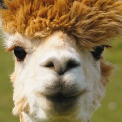 Vierkante puzzel CURIOSI Q Animal Alpaca 66 stukjes