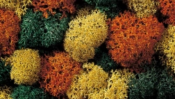 Decoratief mos Herbst van Noch