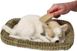 Snurkend Chihuahua-puppy