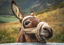 Puzzel ezel in de bergen 500 stukjes DINO