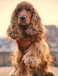 Diamond painting – groet van de cocker spaniel 30 × 40 cm