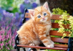 Puzzel 500 stukjes – Ginger Kitten