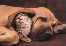 Puzzel Knuffelen 500 stukjes