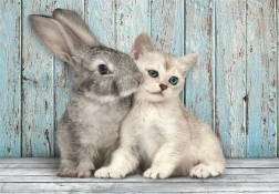 puzzel 500 stukjes compact kat en konijn