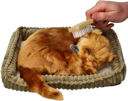 Adoptieset kitten Turkse Angora