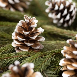 Kerstdecoratie met besneeuwde dennenappels in organzazakje, 10 stuks