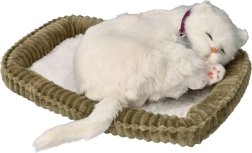 adopteer mij korthaar wit katje