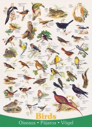 Puzzel Vogels 1000 stukjes