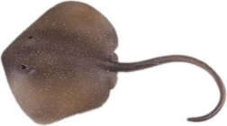 Figura pijlstaartrog Oosterse pijlstaartrog