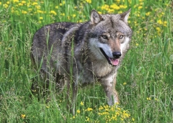 Ravensburger puzzel onbevreesde wolf 1000 stukjes