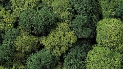 Decoratief mos licht- en donkergroen