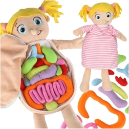 Pluche anatomische pop voor kinderen Montessori
