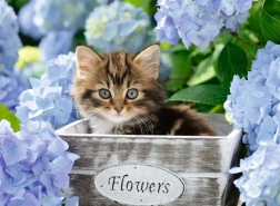 Puzzel RAVENSBURGER Klein katje XXL 300 stukjes