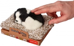 Slapende bordercollie op een kussen