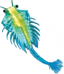 Kosmos waterhuisdier – pekelkreeftje