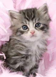 Puzzel Schattig Kittens 500 stukjes