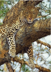 Puzzel Luipaard 1000 stukjes