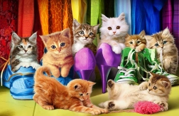 Legpuzzel EUROGRAPHICS Kattentrots 1000 stukjes