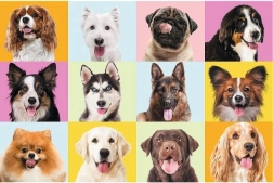 Puzzel 60 stukjes – schattige puppy’s TREFL